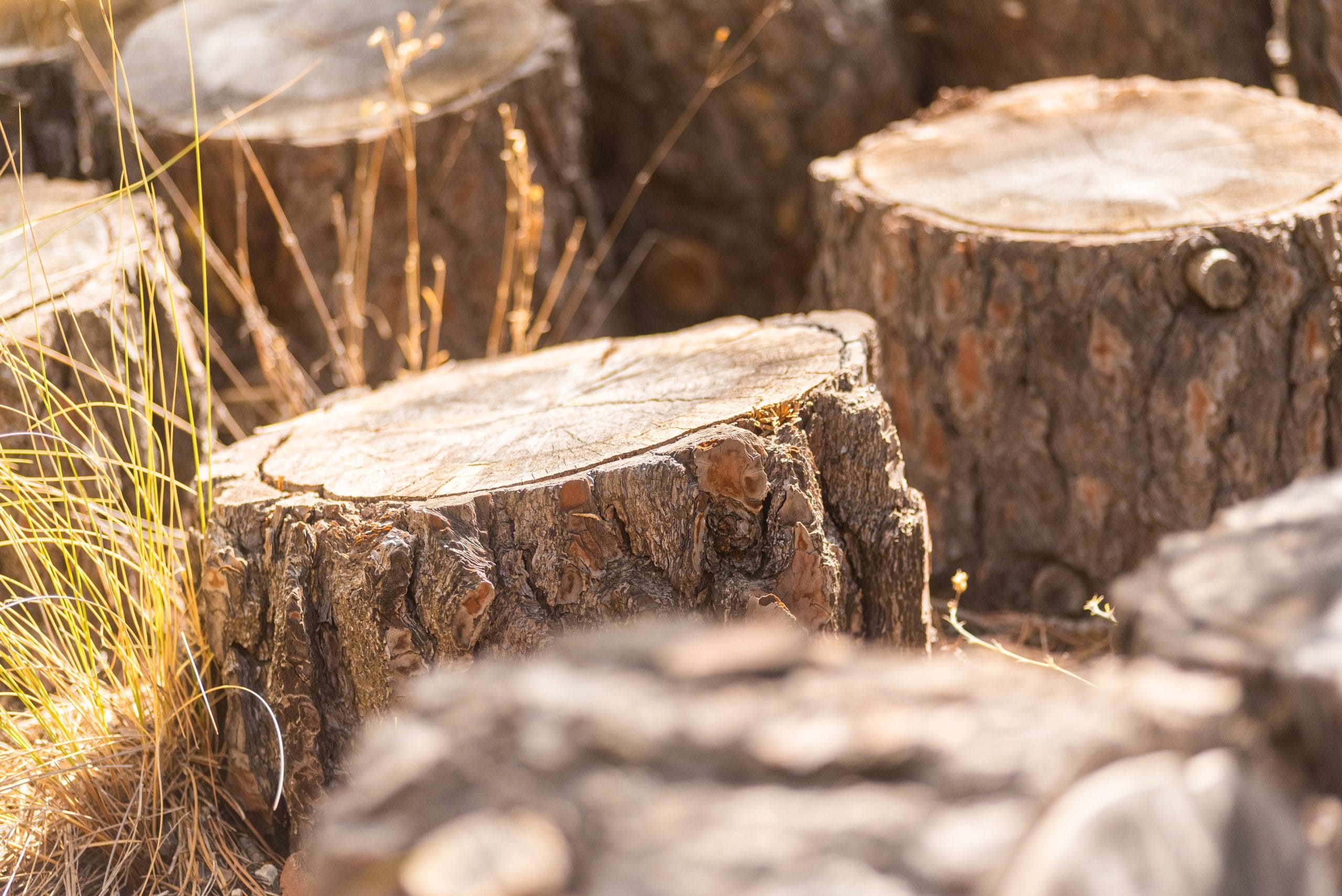 group of tree stumps in sunny countryside